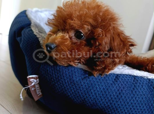 4 aylık Çogu aşısı tamamlanmıs erkek toy poodle