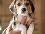 Safkan Beagle Yavruları