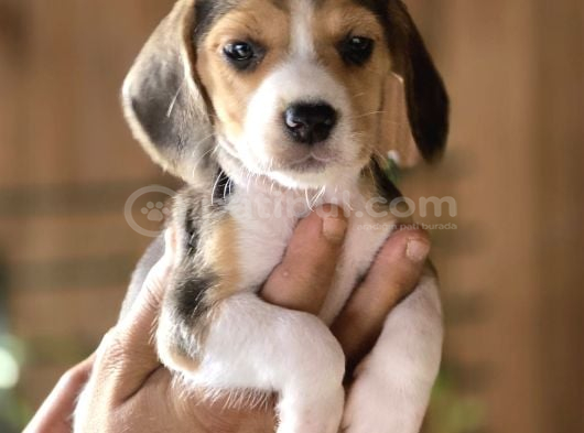 Safkan Beagle Yavruları görsel