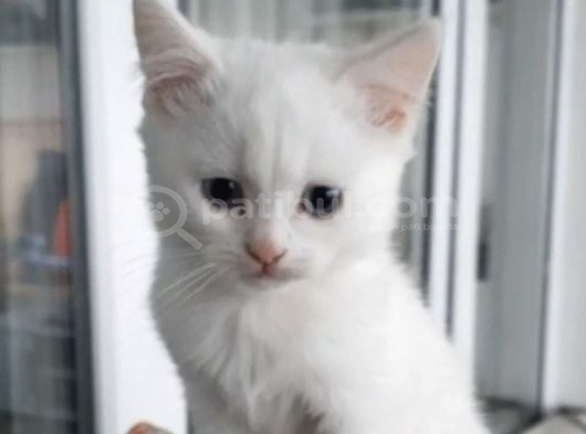 Minnoşlarım Teslime Hazır