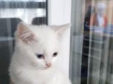Minnoşlarım Teslime Hazır
