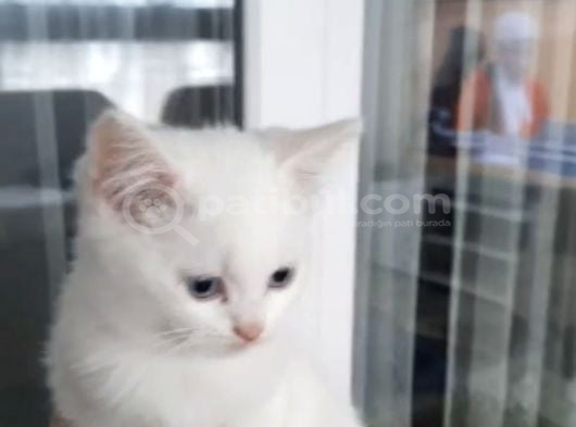 Minnoşlarım Teslime Hazır görsel