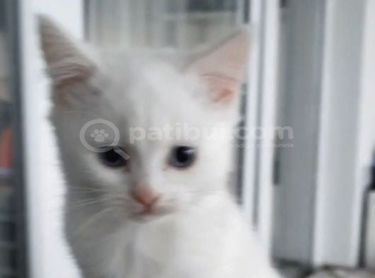 Minnoşlarım Teslime Hazır görsel