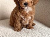 Maltipoo Yavrularımız Teacup Bardak Boy