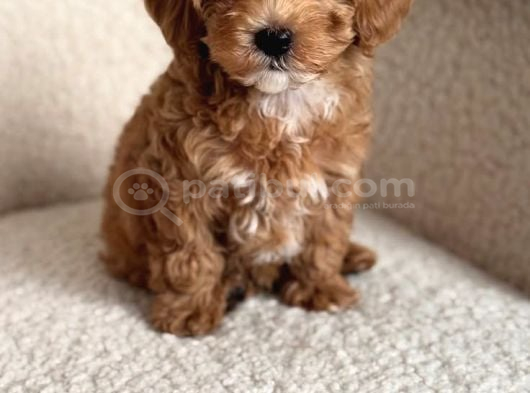 Maltipoo Yavrularımız Teacup Bardak Boy görsel
