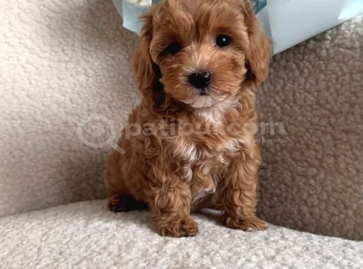 Maltipoo yavrularımız teacup bardak boy