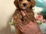 Maltipoo Yavrularımız Teacup Bardak Boy