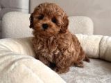 Maltipoo Yavrularımız Teacup Kg Garantili