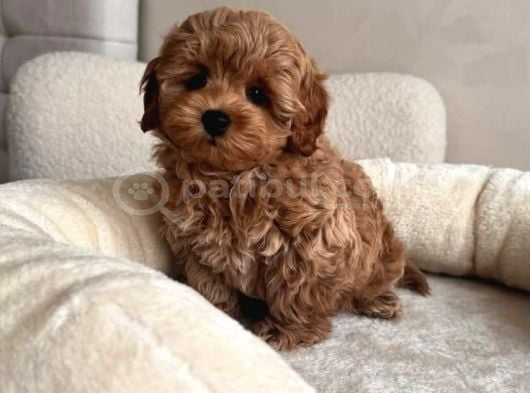 Maltipoo Yavrularımız Teacup Kg Garantili görsel