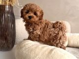 Maltipoo Yavrularımız Teacup Kg Garantili