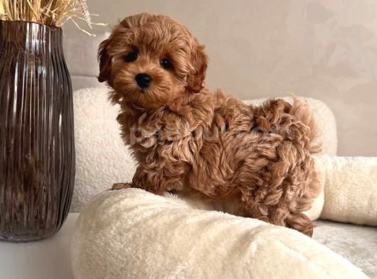 Maltipoo yavrularımız teacup kg garantili