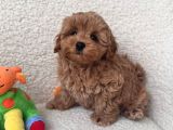 Maltipoo Yavrularımız Teacup Kg Garantili