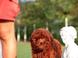Toy Poodle Kore Kan Yavrularımız