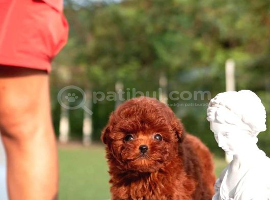 Toy poodle kore kan yavrularımız