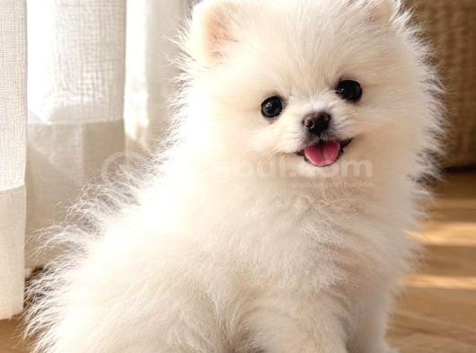 Pomeranian Yavrularımız Kg Garantilidir görsel