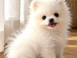 Pomeranian Yavrularımız Kar Beyaz