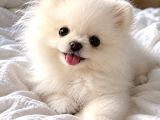 Pomeranian Yavrularımız Kg Garantilidir