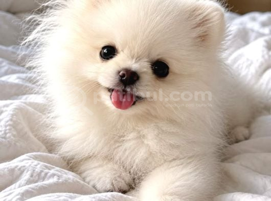 Pomeranian yavrularımız kg garantilidir