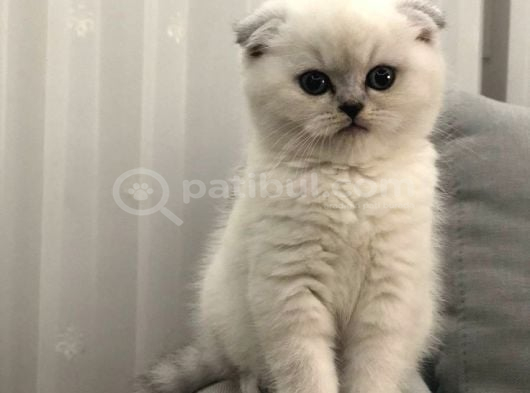Scottish fold bluepoint yavrularımız