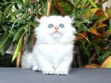 Türki̇yede Tek-Ki̇nkalow American Curl X Munchkin-Cuce