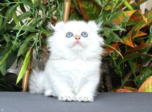 TÜRKİYEDE TEK-KİNKALOW AMERICAN CURL x MUNCHKIN-cUCE