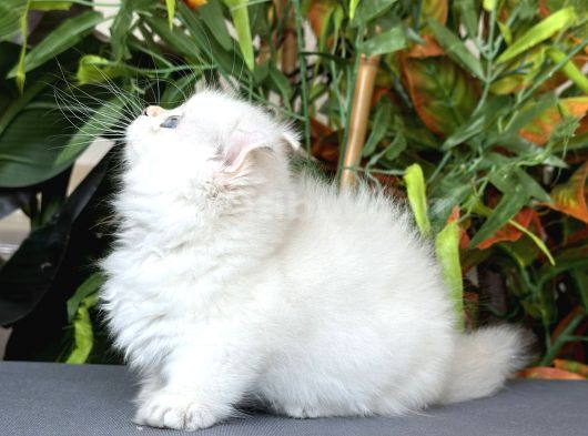 Türki̇yede Tek-Ki̇nkalow American Curl X Munchkin-Cuce görsel