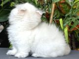 Türki̇yede Tek-Ki̇nkalow American Curl X Munchkin-Cuce