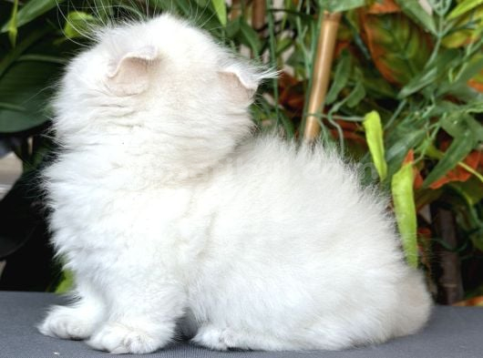 Türki̇yede Tek-Ki̇nkalow American Curl X Munchkin-Cuce görsel