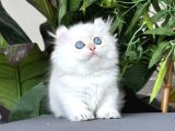Türki̇yede Tek-Ki̇nkalow American Curl X Munchkin-Cuce