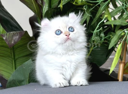 Türki̇yede Tek-Ki̇nkalow American Curl X Munchkin-Cuce görsel