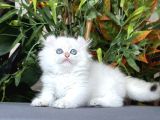 Türki̇yede Tek-Ki̇nkalow American Curl X Munchkin-Cuce