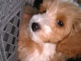 3 Aylık Erkek Maltipoo