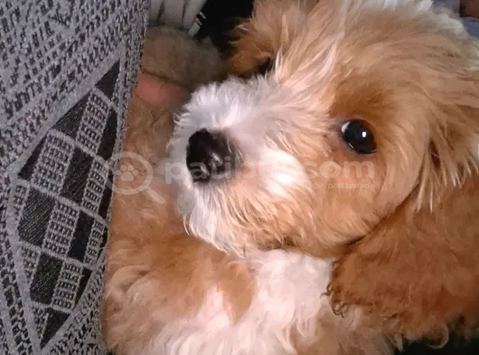 3 Aylık Erkek Maltipoo görsel
