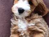 3 Aylık Erkek Maltipoo