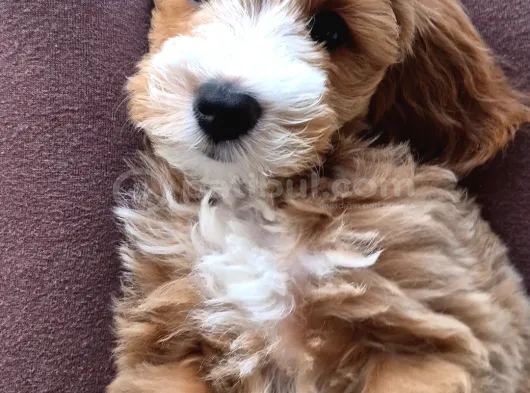 3 Aylık Erkek Maltipoo görsel