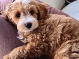 3 Aylık Erkek Maltipoo