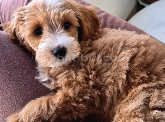 3 Aylık Erkek Maltipoo