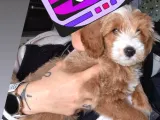 3 Aylık Erkek Maltipoo