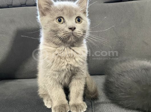 Güzel Bebeklerimize Sıcak Ve Güvenilir Yuva Arıyoruz