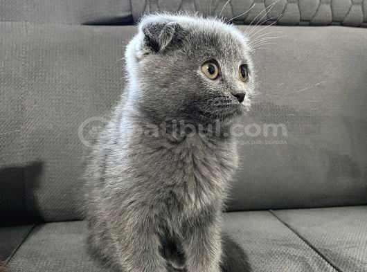 Güzel Bebeklerimize Sıcak Ve Güvenilir Yuva Arıyoruz görsel