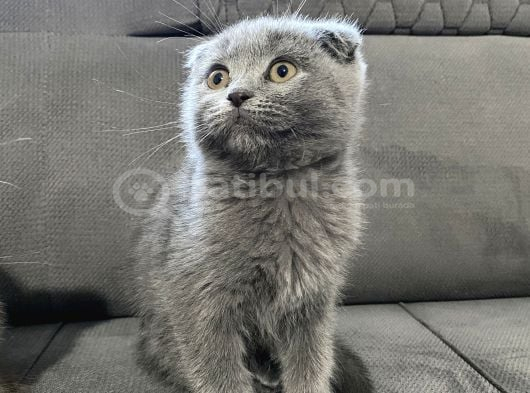 Güzel Bebeklerimize Sıcak Ve Güvenilir Yuva Arıyoruz görsel