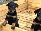 A Kali̇te Doberman Yavrulari