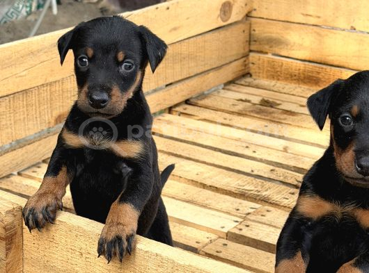 A Kali̇te Doberman Yavrulari