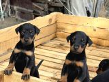 A Kali̇te Doberman Yavrulari