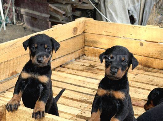 A Kali̇te Doberman Yavrulari görsel