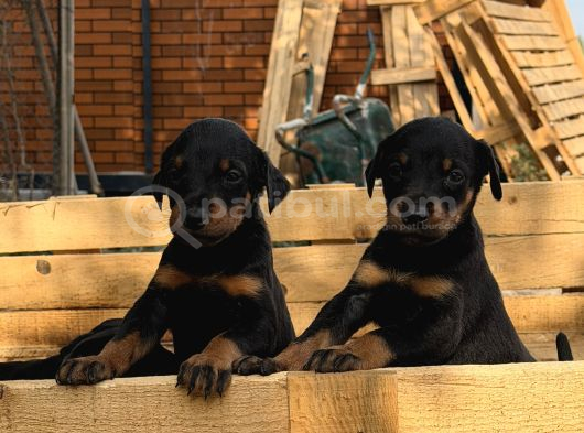 A Kali̇te Doberman Yavrulari görsel