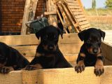 A Kali̇te Doberman Yavrulari