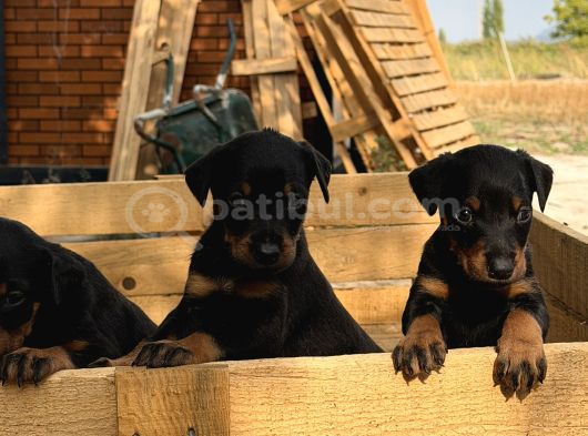 A Kali̇te Doberman Yavrulari görsel