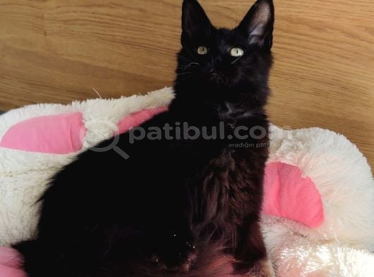 Özel sevenlere özel XXL MAİNE COON bebegim
