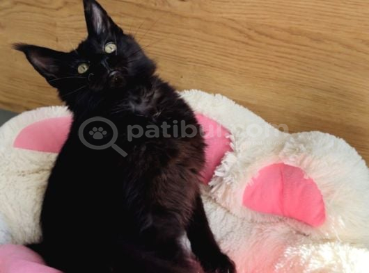 Özel Sevenlere Özel Xxl Mai̇ne Coon Bebegim görsel
